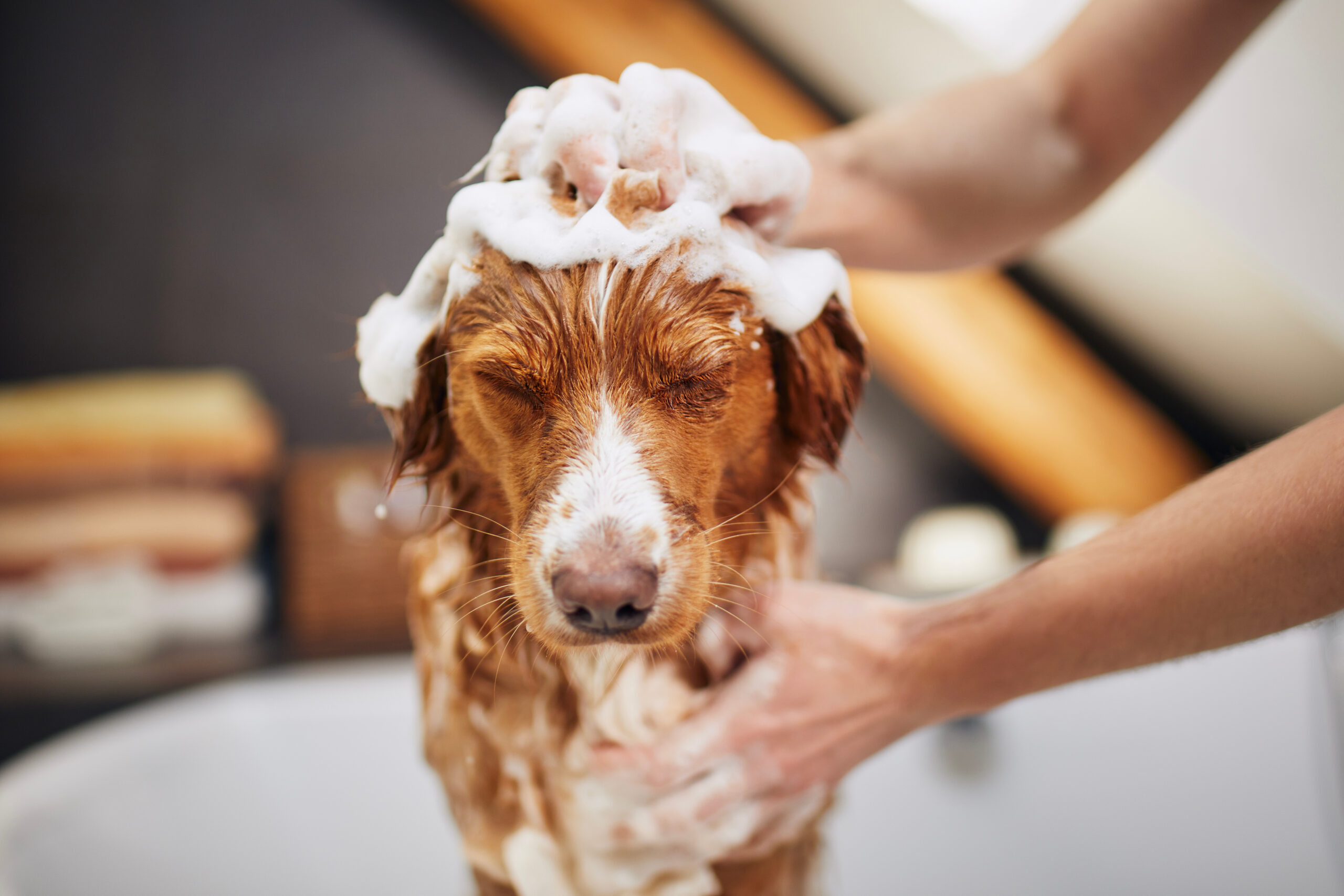 Dog in the bath