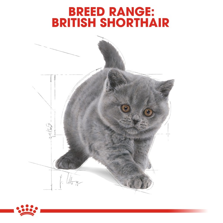 Feline Breed Nutrition British Shorthair Kitten 2 kg-2